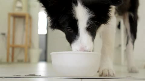 cute dog drink water in nice way♥️🐶