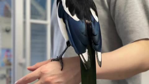 This slender and beautiful feather