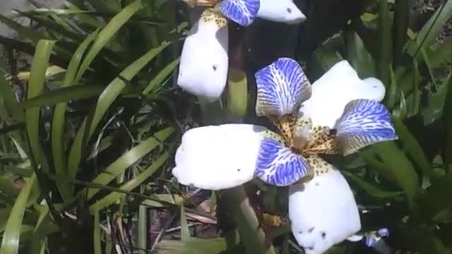 Lindas flores de íris no museu de ciências, são muito bonitas [Nature & Animals]