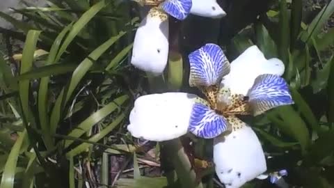 Lindas flores de íris no museu de ciências, são muito bonitas [Nature & Animals]