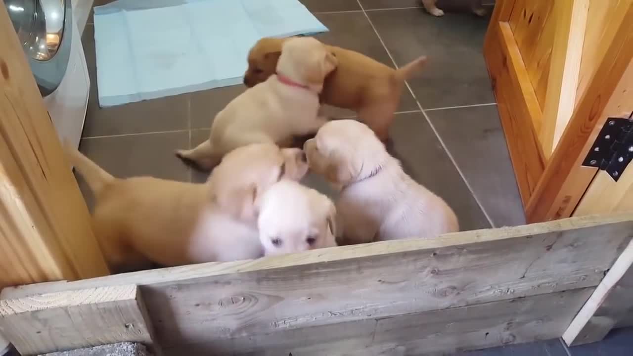 Golden Labrador puppies deliver cuteness overload