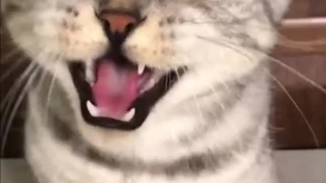 CATS ARE SO FUNNY LOL YOU WATCH THIS MAKE YOU LUAGH #CATS