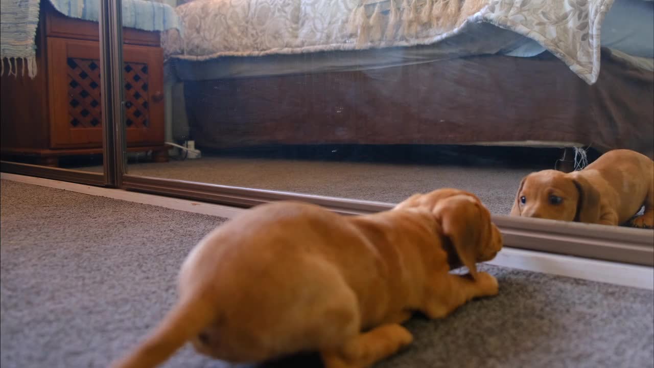 a cute dog fights with mirror