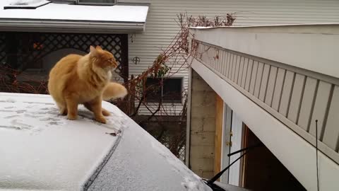 CAT JUMPING FAILS