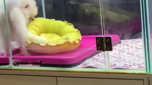 an exciting little puppy