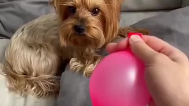 Dog Training video 🐶 - Funny Dog Video - Dog Love - #shorts #CuteDog #Dogshort #DogTrainingShort