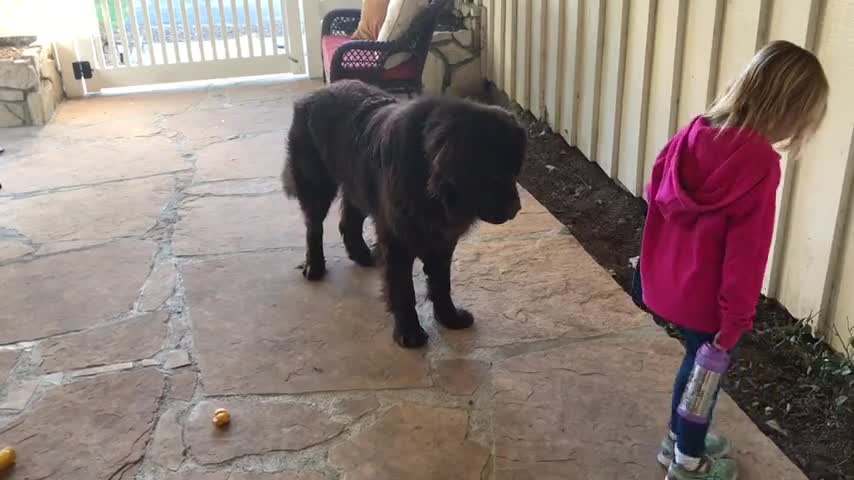 Mom Tells Her Little Girl To Say Goodbye To The Dog, Now Watch What They Do