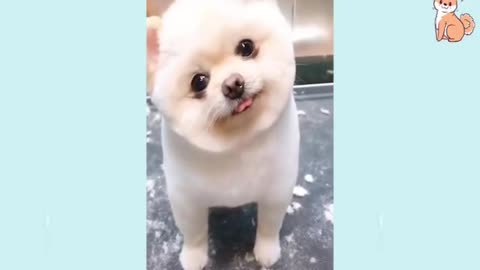 Ultimate Funny Dog Video