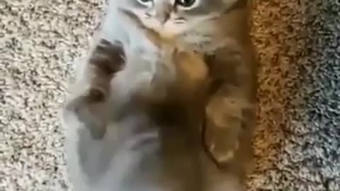 Funny Cats and Kittens Meowing Compilation 2021