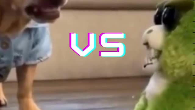 Mr.Beast vs Dog