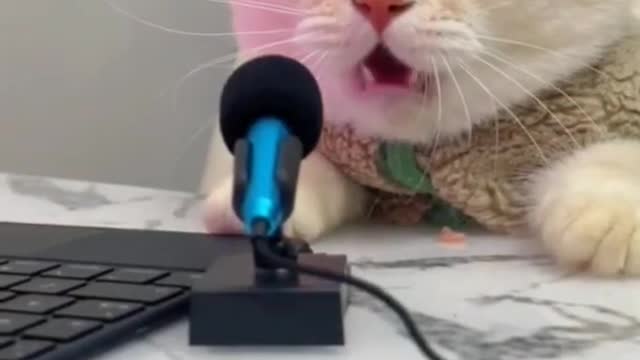 Cat sing a song