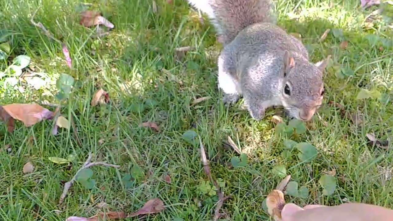 I saw her outside looking for food 🐿️💕