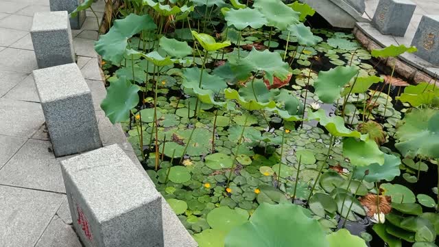 The pond is full of lotus flowers