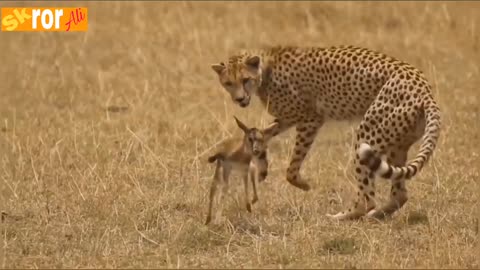 TIGER PLAY BABY DAAR