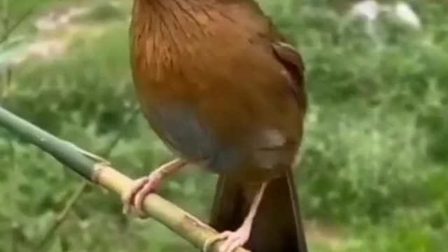 most beautiful song of the bird