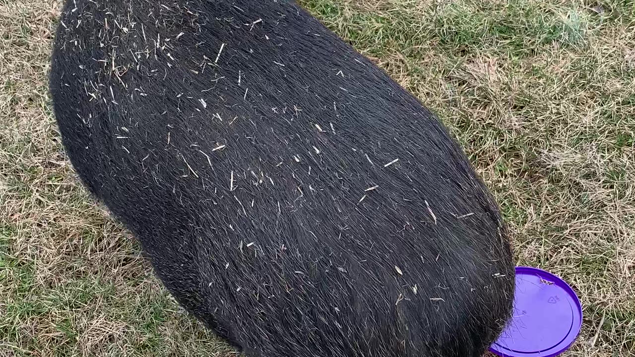 Potbelly Pig Solves Cheeseball Puzzle