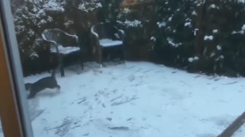 Cats and Snow Compilation 1