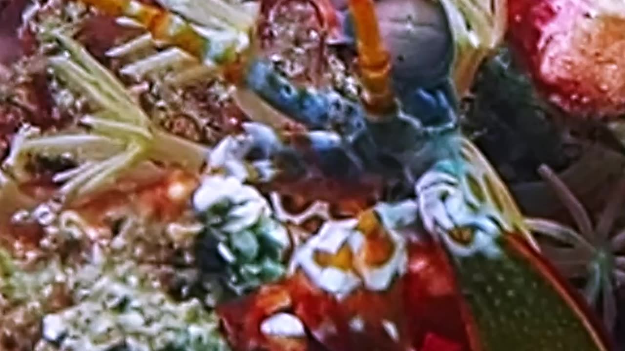 Peeping Peacock Mantis Shrimp