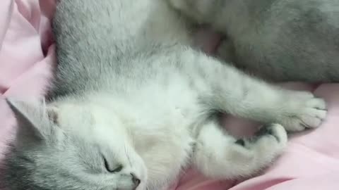 kitten in bed