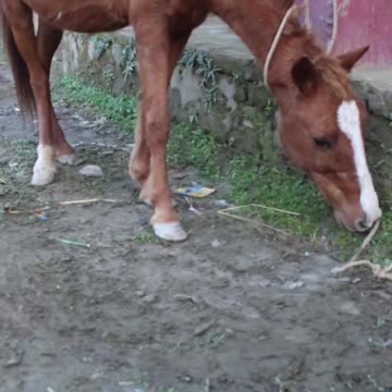 rolling stones #horseracig 😍 #shorts #shortvideo #villagemarketbd #horsevideo #villagelife