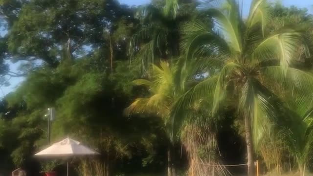 Palm trees are also very charming
