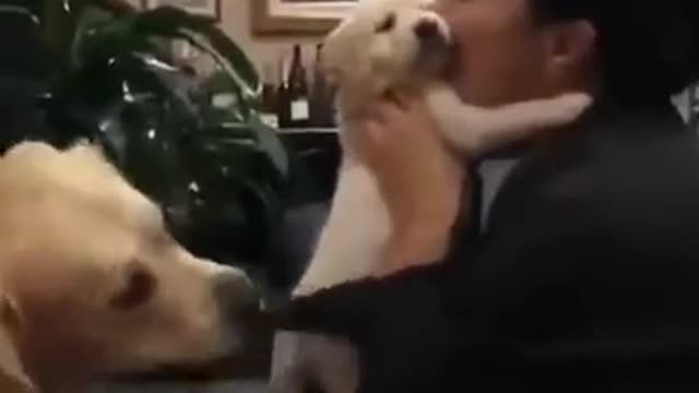 Jealous Gold retriever Dog Want Cuddle and Kisses from His Mother Cute golde puppy