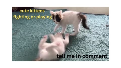 Cute Kittens - Funny and Cute Cat Videos Compilation 2023 part 1