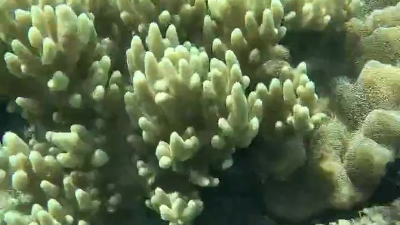 Snorkeling Adventures, Wow Look at the Beautiful Corals!