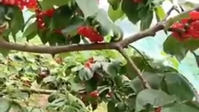 Amazing fruit cutting #shorts #trending #tiktok #video #shortsfeed #viralshort #fruit cutting