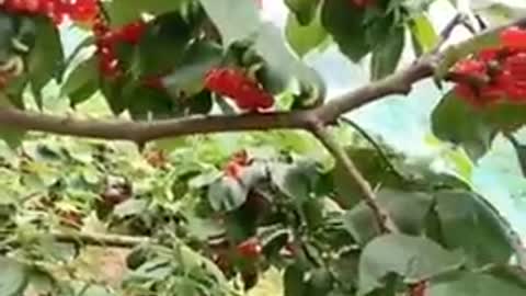 Amazing fruit cutting #shorts #trending #tiktok #video #shortsfeed #viralshort #fruit cutting