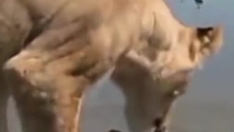 funny videos are fun and entertainment