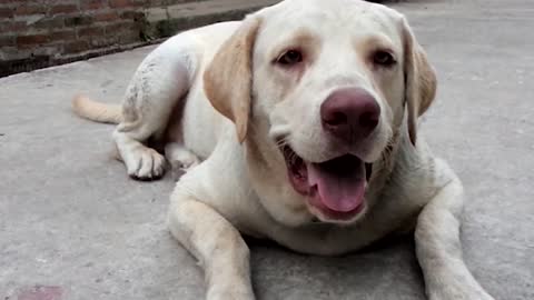 Awesome Dogs Facts!!! Learning about Dog Facts for Kids