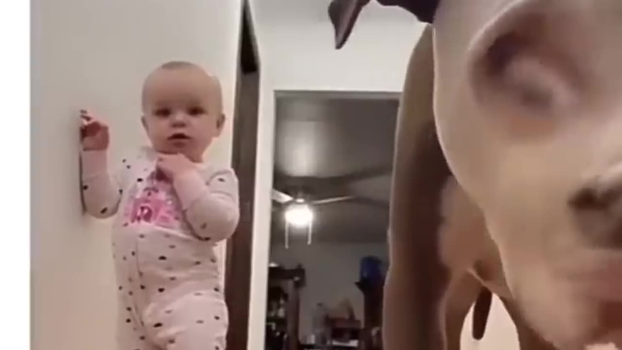 Daily dose of funny dogs
