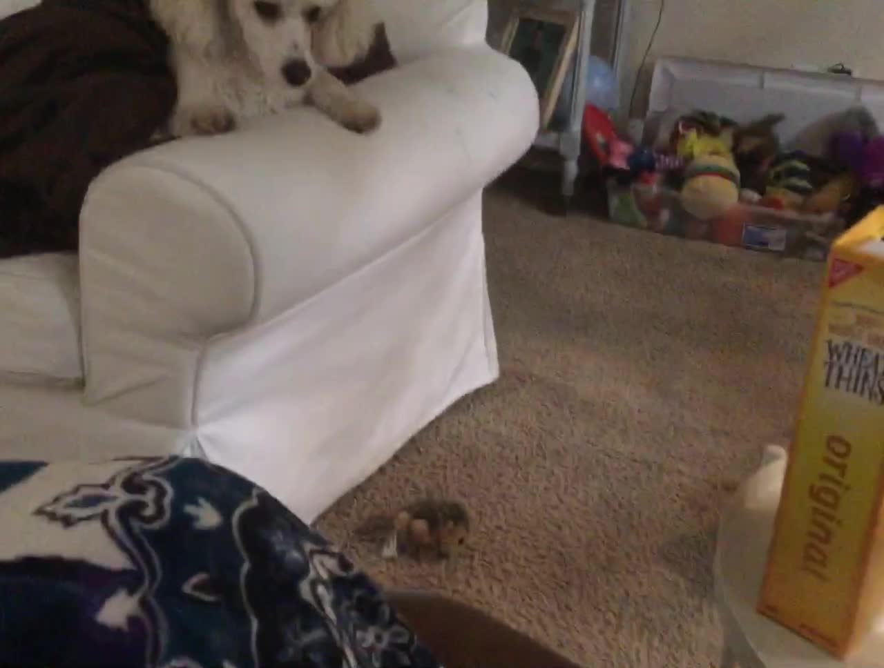 Good boy shares toy with his sister