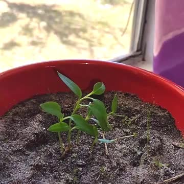 An Indoor Bell Pepper Experiment