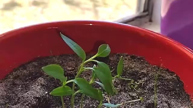 An Indoor Bell Pepper Experiment