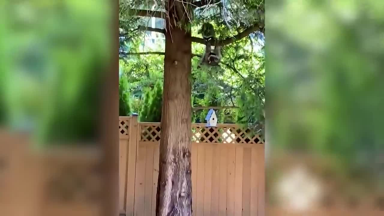 Best funny animal video