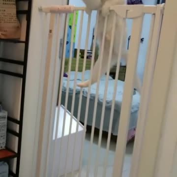 Poor cat mom are taking care of her babies