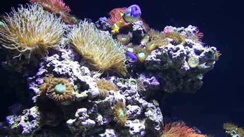 Fishes Glide Around the Coral