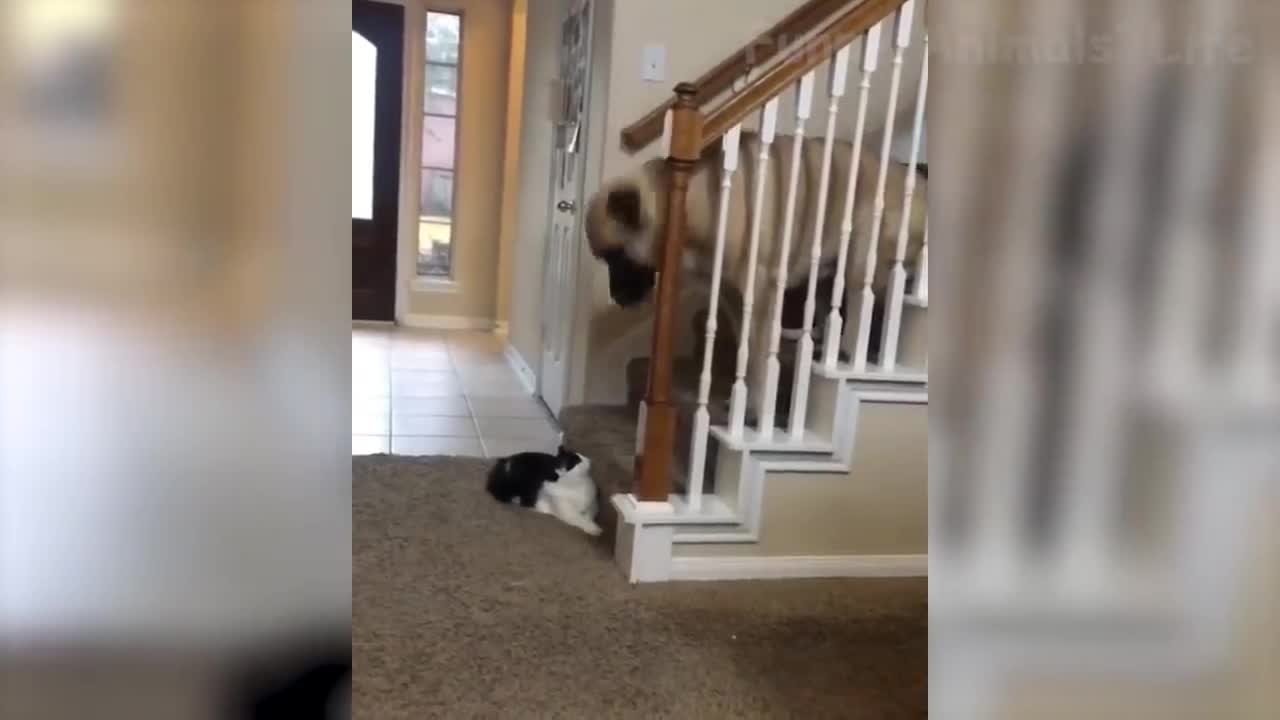 The funniest cats 😹 and dogs 🐶 of the month -Try not to laugh