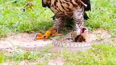 animals life
