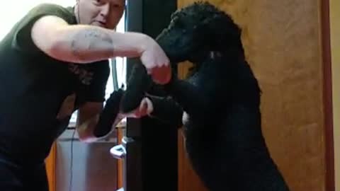 Owner encourages Standard Poodle Eddie to join him stretching