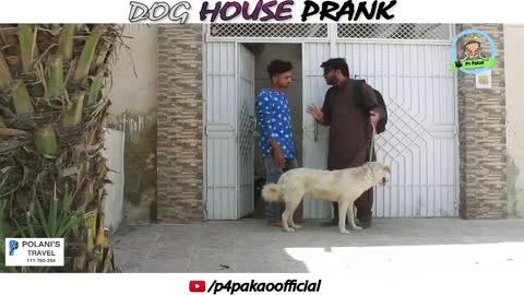 37 DOG HOUSE PRANK By Nadir Ali In Hit Entertainment_2022