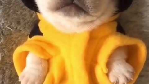 Funny dog dancing while eating|| cute dog while sleeping