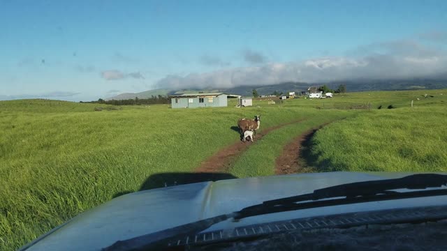 Adorable Cute New Born Baby Sheep See's The World For The First Time