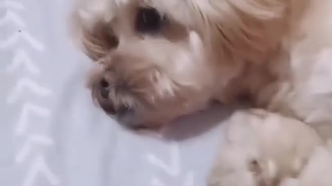 Do you want to have such a pet
