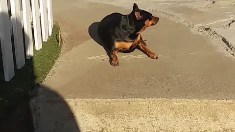 funny animal videos to liven up your day