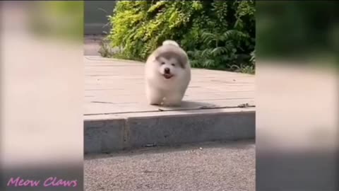 Baby Alaskan Malamute cutest moment#3