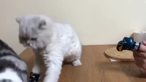 Cute cat Boxing