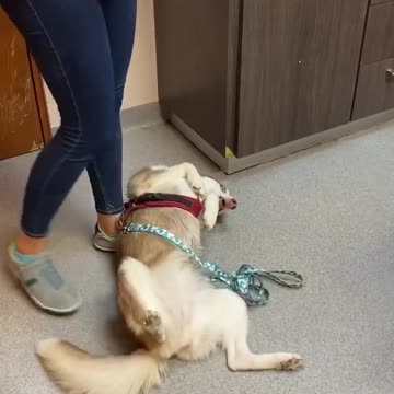 Who says dogs dislike going to the vet?